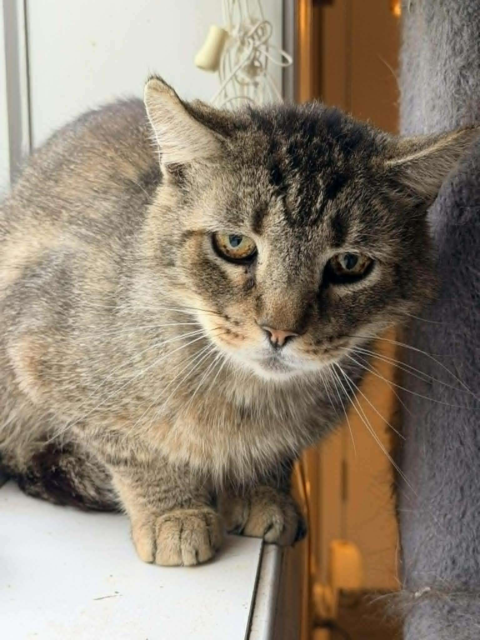 Fluffy Bob, a Adoptable Domestic Short Hair in Trenton, NJ image 1/3
