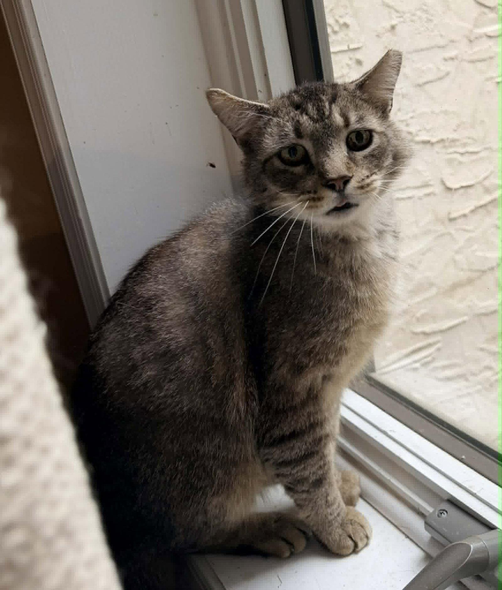 Fluffy Bob, a Adoptable Domestic Short Hair in Trenton, NJ image 2/3