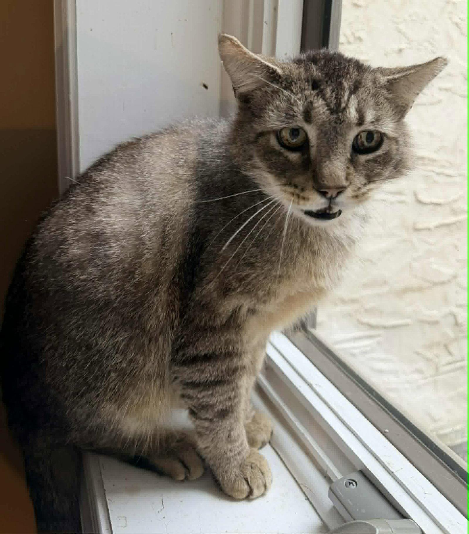 Fluffy Bob, a Adoptable Domestic Short Hair in Trenton, NJ image 3/3
