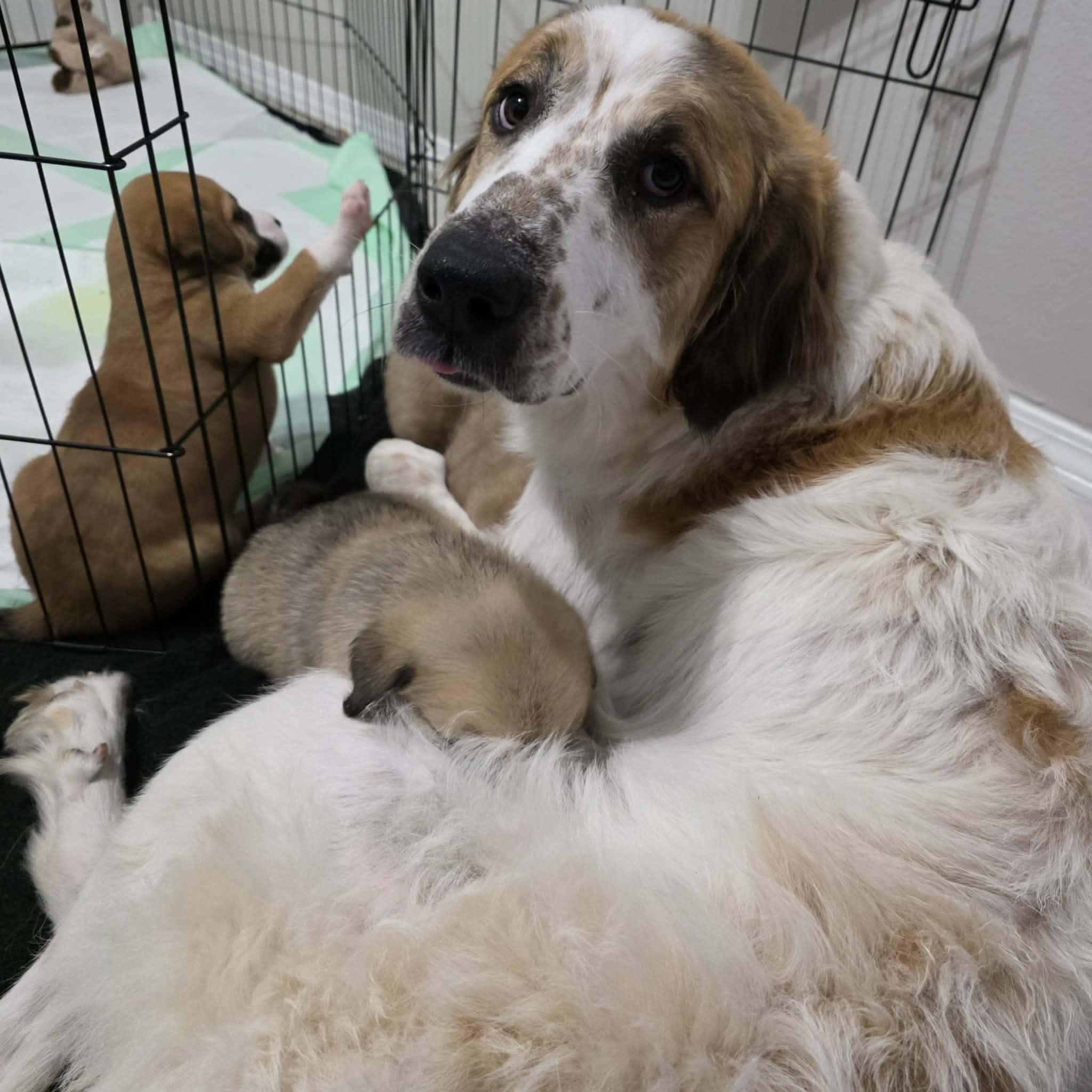 Wynonna Dudd , an adoptable mixed breed in Kiowa, OK image 6/6