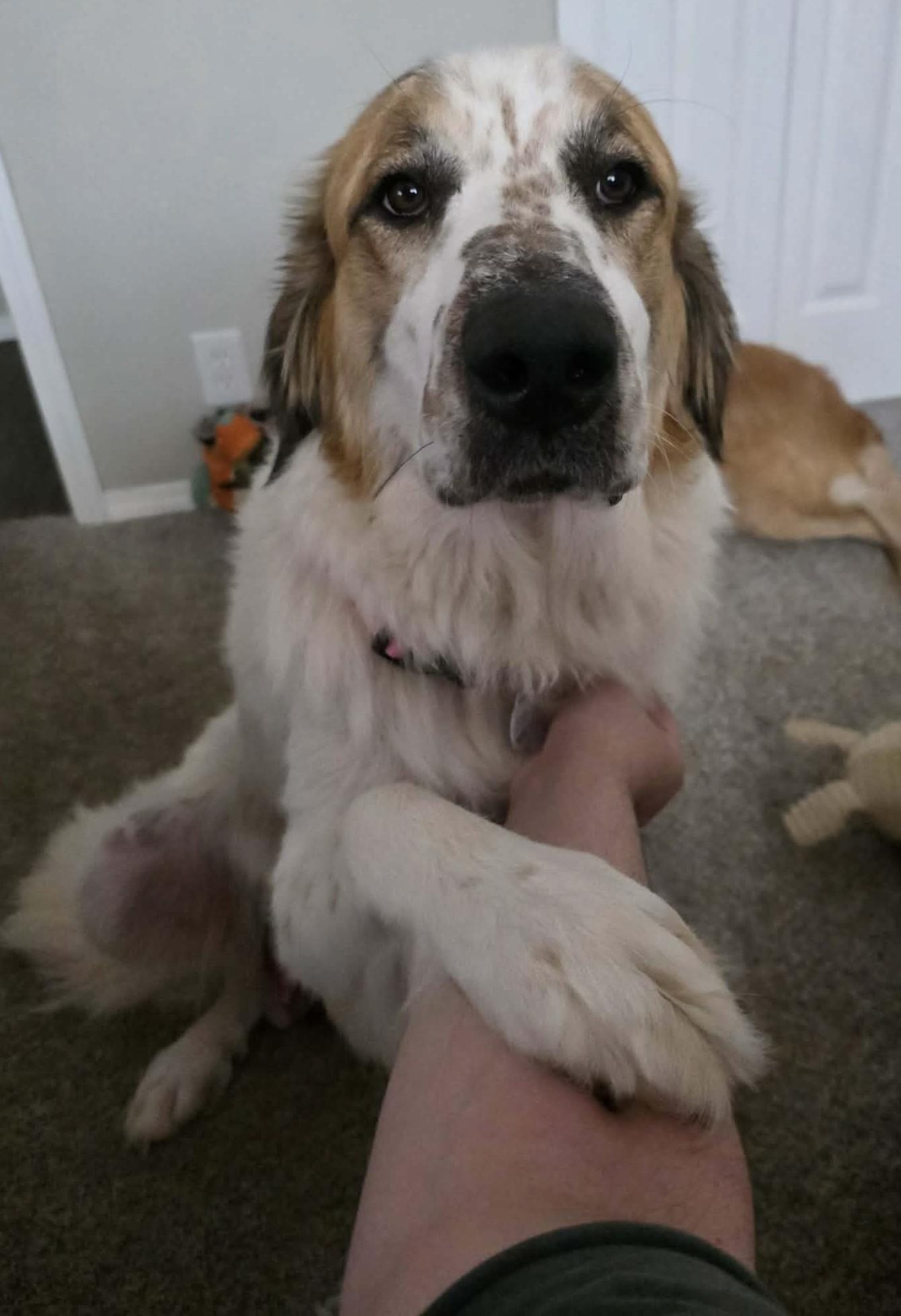Wynonna Dudd , adoptable, Young Female Great Pyrenees.