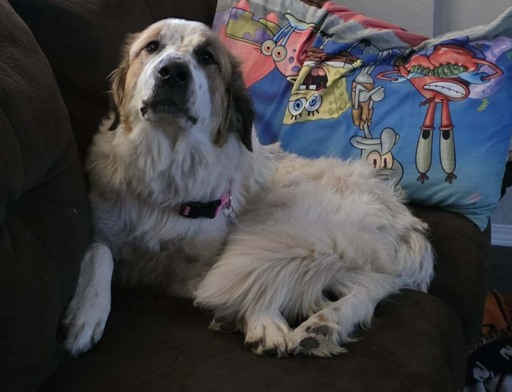 Wynonna Dudd , an adoptable mixed breed in Kiowa, OK image 4/6