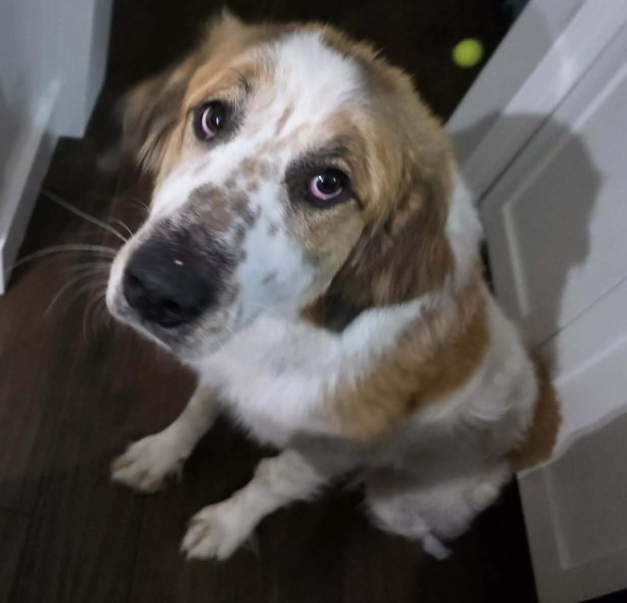 Wynonna Dudd , an adoptable mixed breed in Kiowa, OK image 5/6
