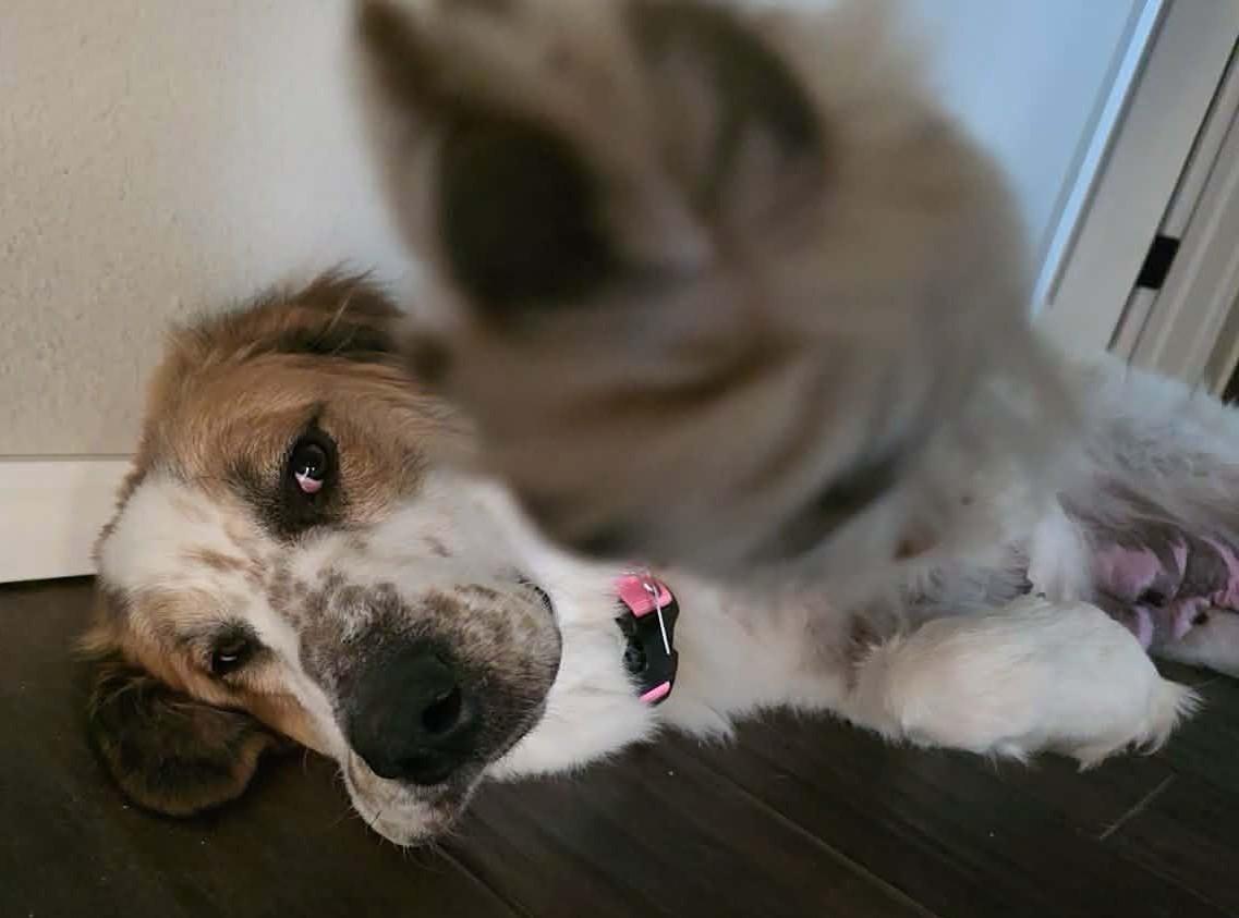Wynonna Dudd , an adoptable mixed breed in Kiowa, OK image 3/6