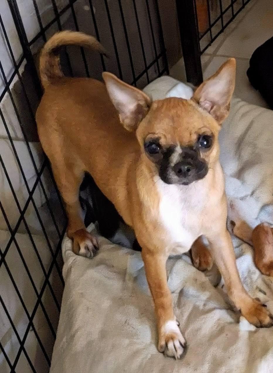 Little G, a ADOPTABLE mixed breed in Cottonwood, CA image 2/3