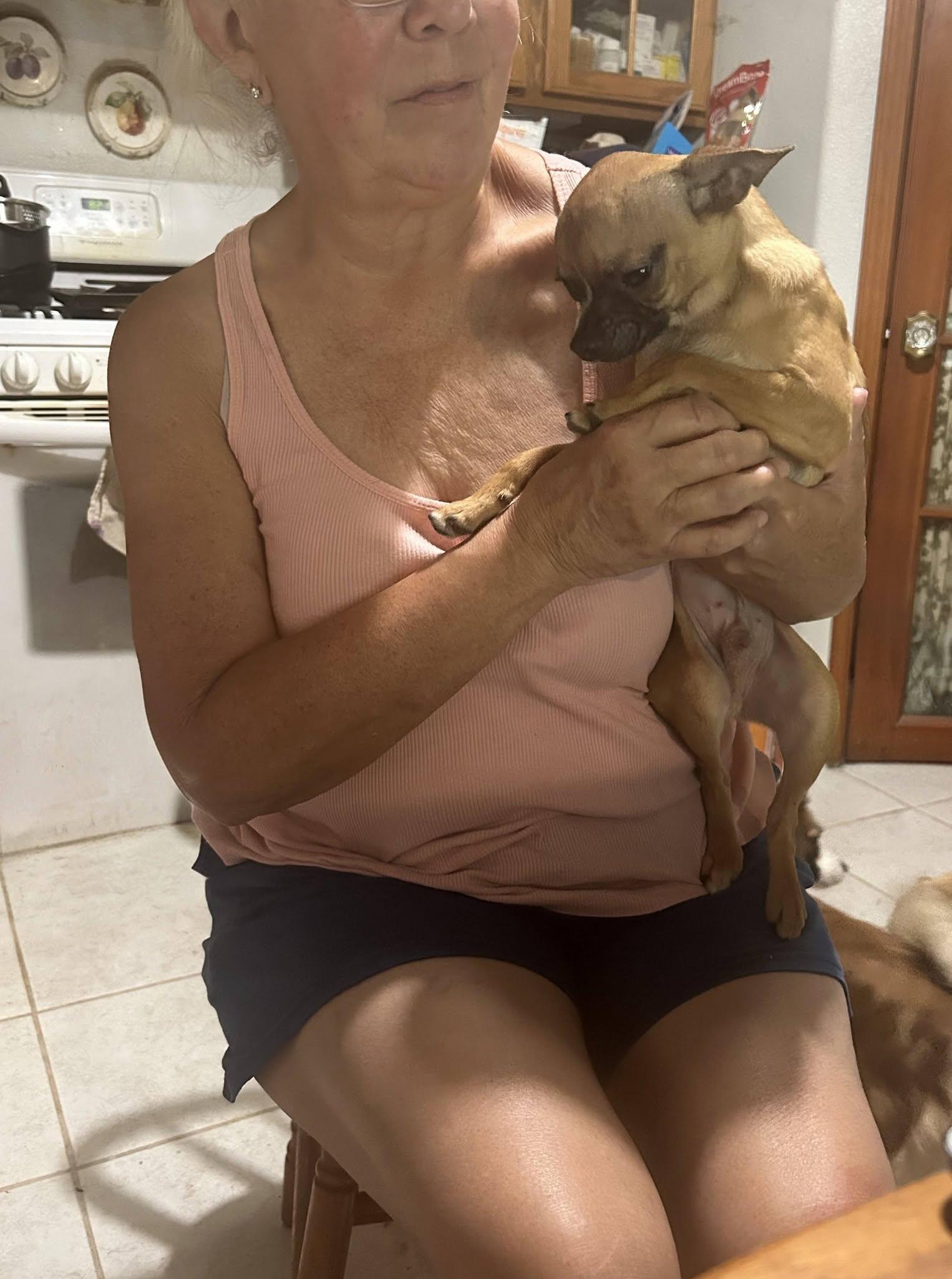 Little G, Adoptable, Young Male Chihuahua & Pug.