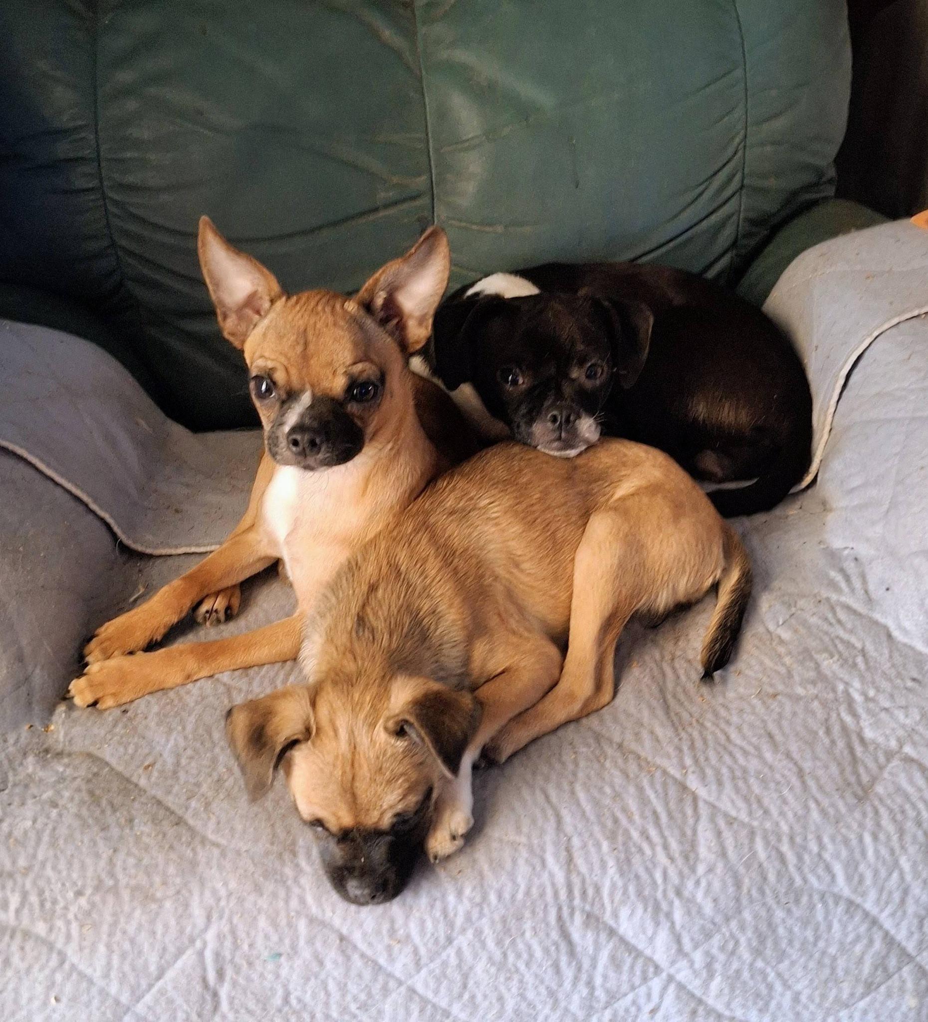 Little G, ADOPTABLE, Young Male Chihuahua & Pug.