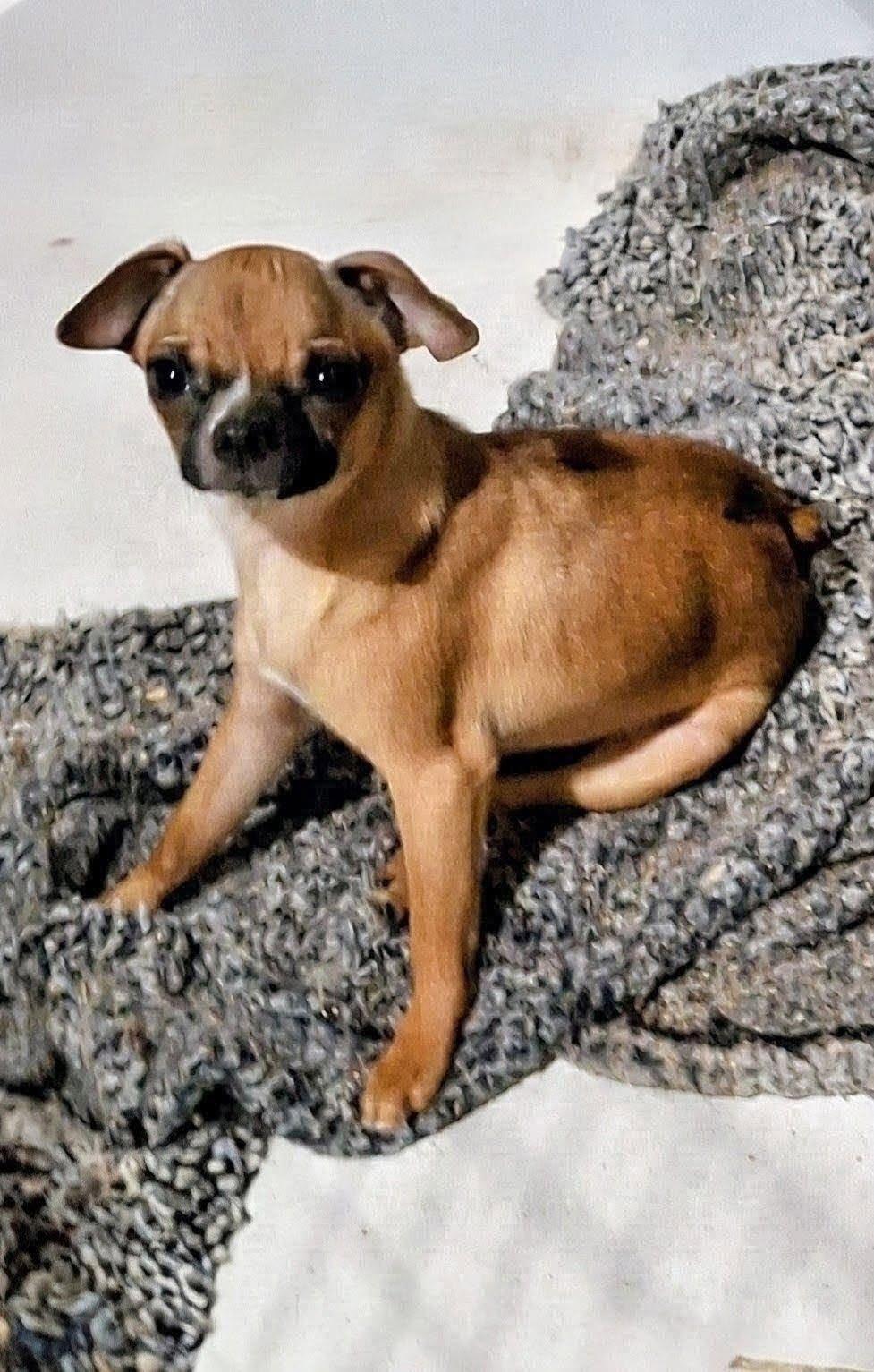 Enlarge Little G, a Adoptable mixed breed in Cottonwood, CA image 2/5