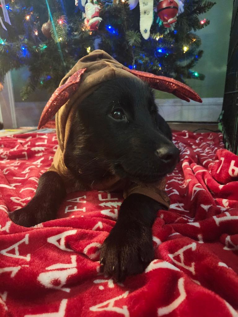 Boo, Adoptable, Puppy Male Shepherd & Black Labrador Retriever.