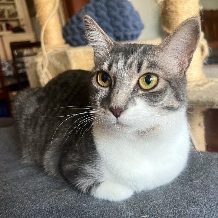 Craycray, a Adoptable Domestic Short Hair in Redlands, CA image 1/2