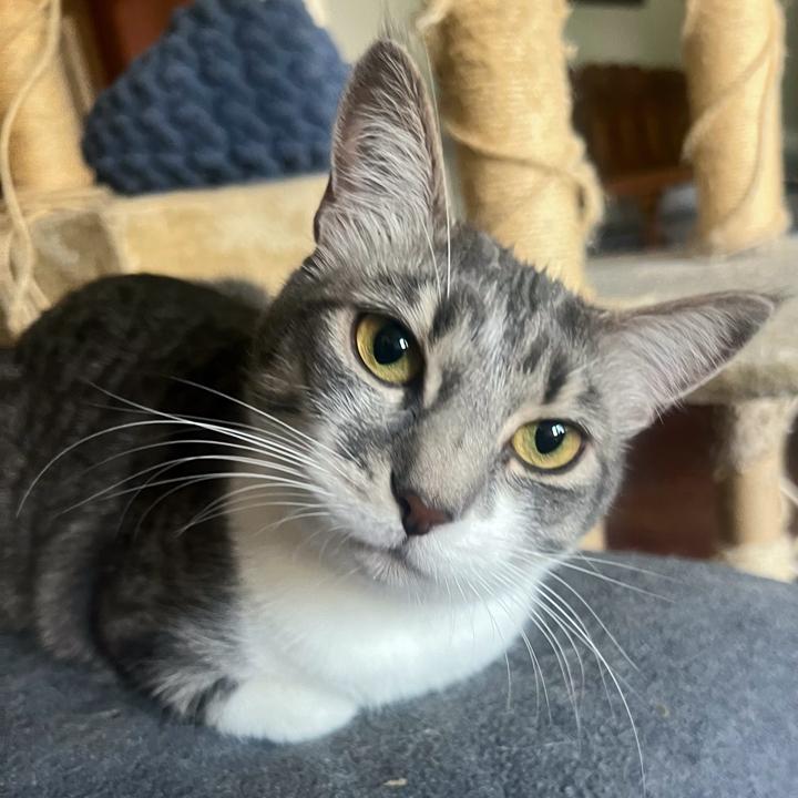 Craycray, a Adoptable Domestic Short Hair in Redlands, CA image 2/2