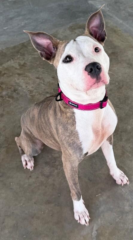 Malia, Adoptable, Adult Female American Staffordshire Terrier & Mixed Breed.