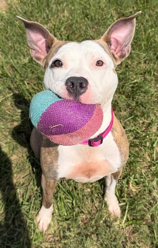 Enlarge Malia, a Adoptable mixed breed in Katy, TX image 2/6