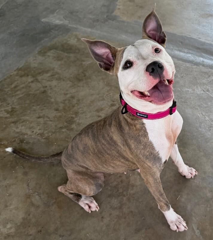 Enlarge Malia, a Adoptable mixed breed in Katy, TX image 3/6