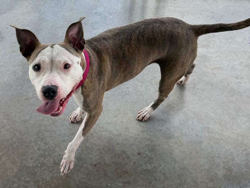 Enlarge Malia, a Adoptable mixed breed in Katy, TX image 4/6