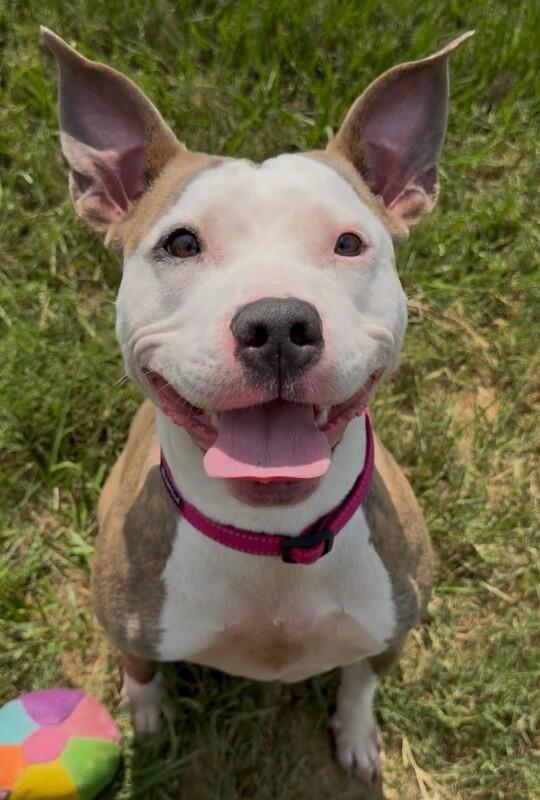 Enlarge Malia, a Adoptable mixed breed in Katy, TX image 5/6