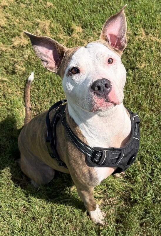 Enlarge Malia, a Adoptable mixed breed in Katy, TX image 6/6