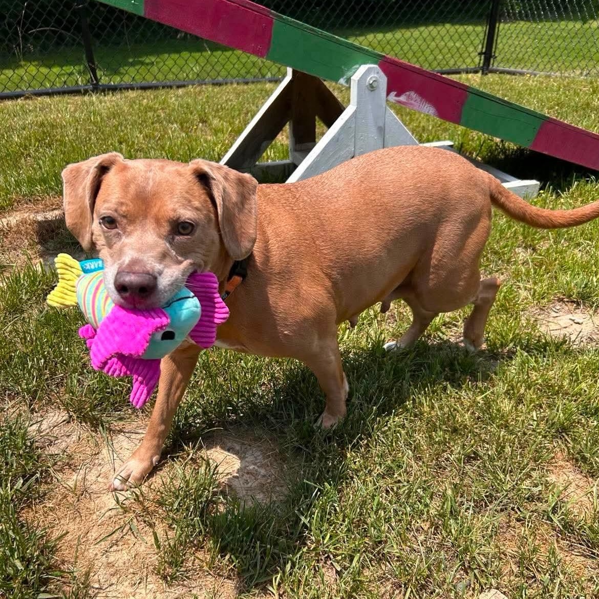Tambourine, a ADOPTABLE mixed breed in Shepherdsville, KY image 4/6