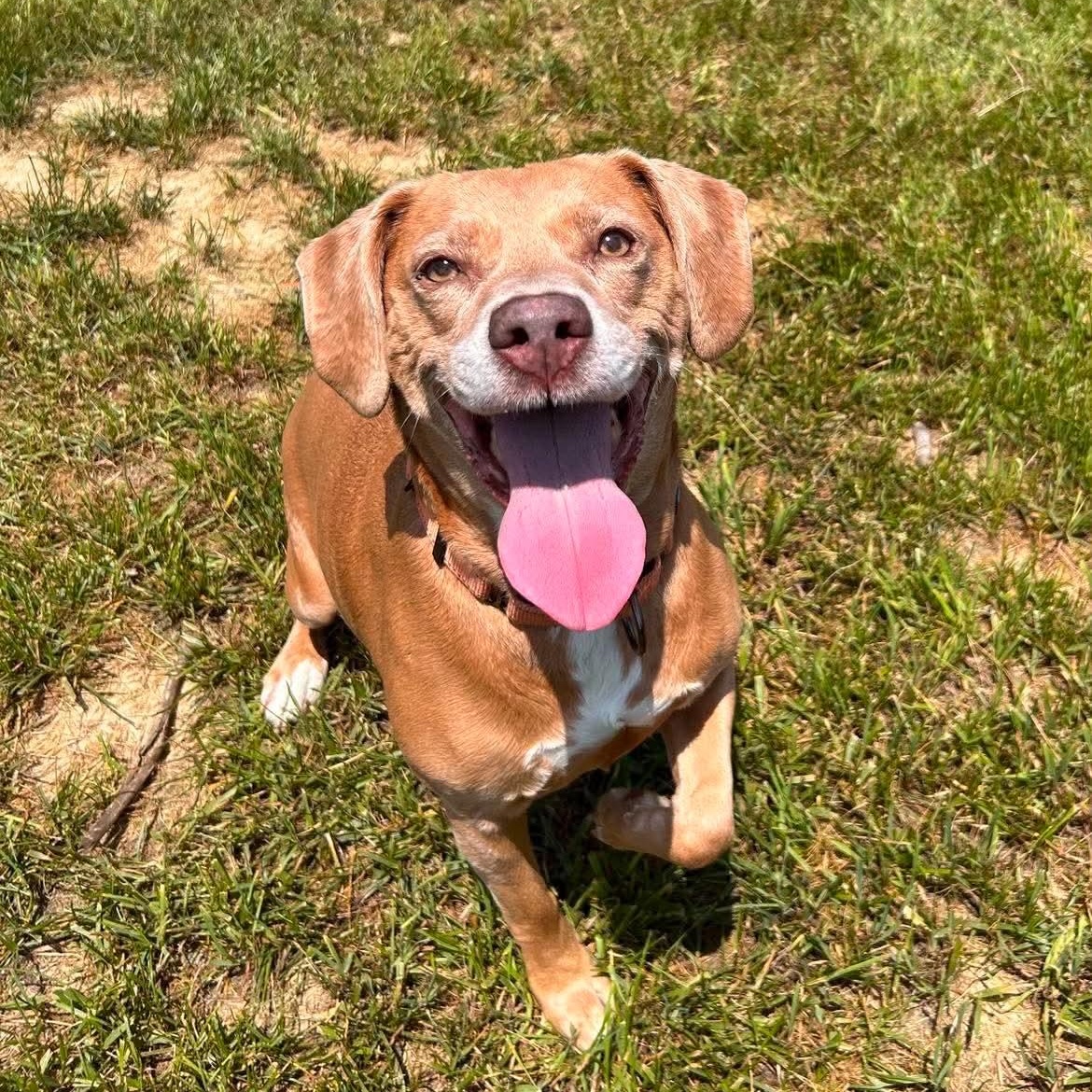 Tambourine, a ADOPTABLE mixed breed in Shepherdsville, KY image 3/6