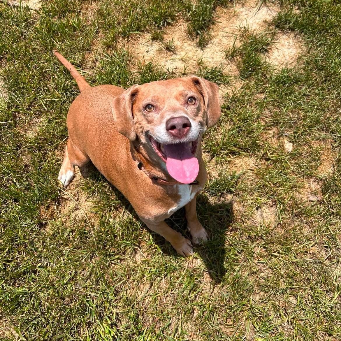 Tambourine, a ADOPTABLE mixed breed in Shepherdsville, KY image 6/6