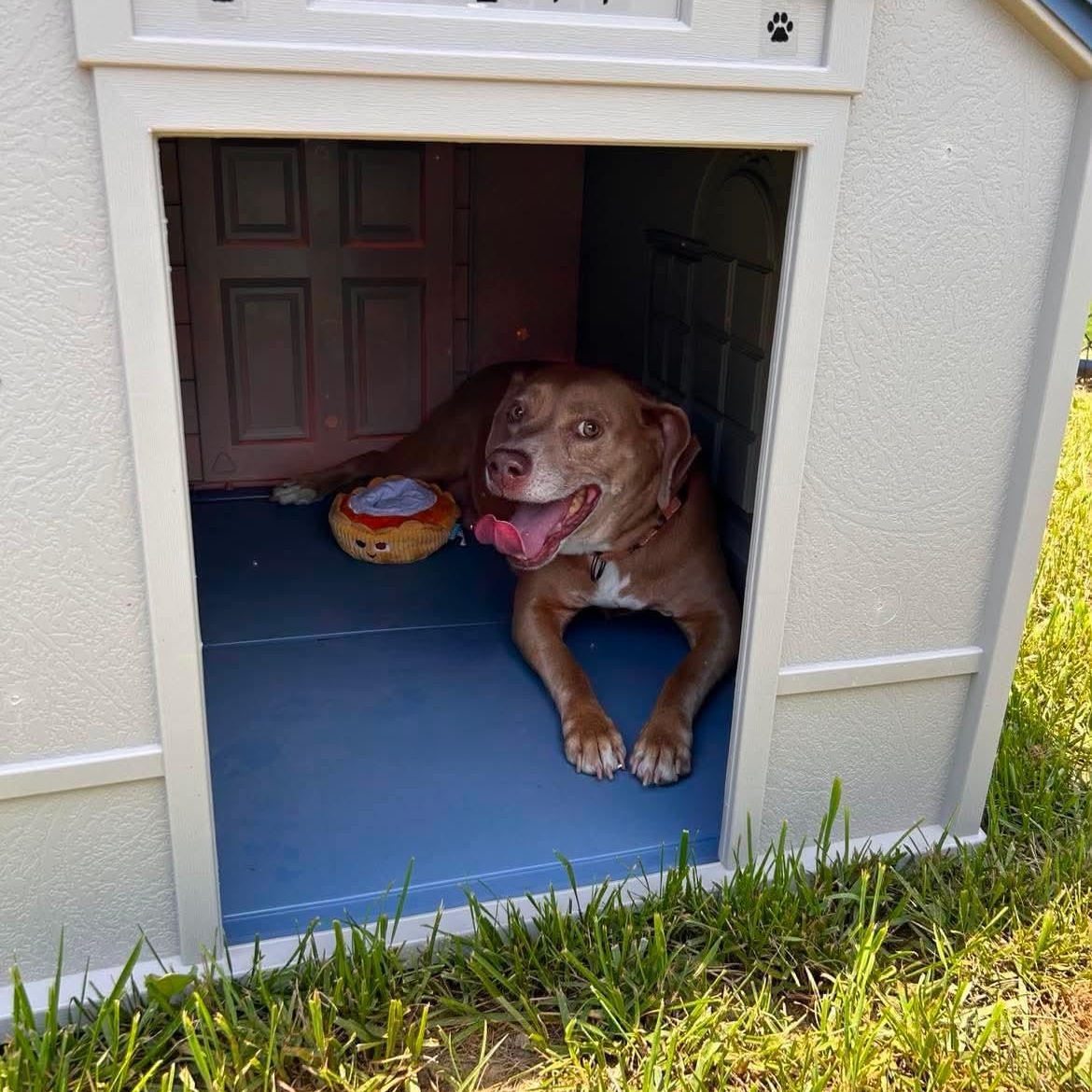 Tambourine, a ADOPTABLE mixed breed in Shepherdsville, KY image 2/6