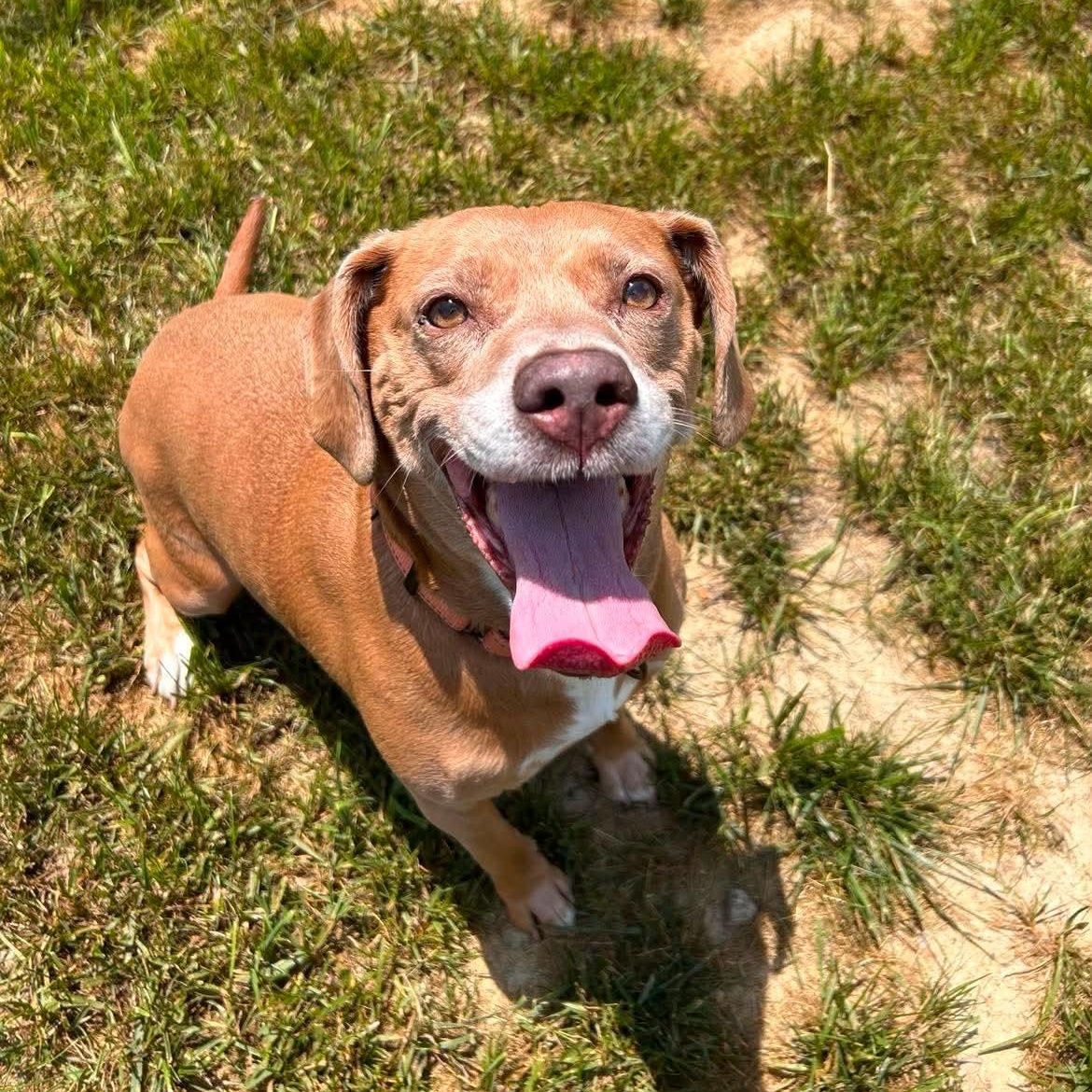 Tambourine, a ADOPTABLE mixed breed in Shepherdsville, KY image 1/6