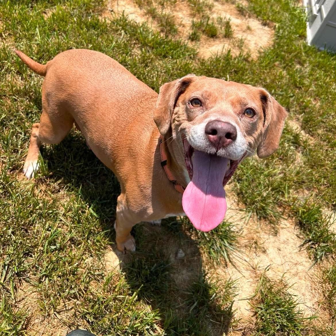 Tambourine, a ADOPTABLE mixed breed in Shepherdsville, KY image 5/6