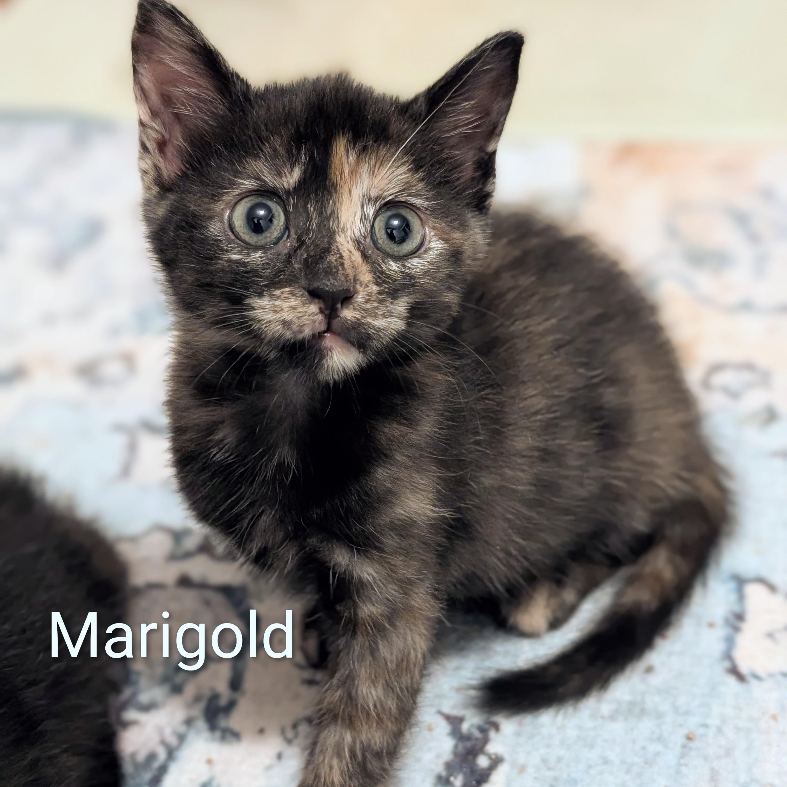 Enlarge Marigold, a Adoptable Tortoiseshell in Whispering Pines, NC image 1/6