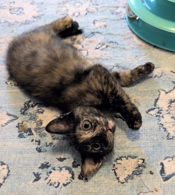 Enlarge Marigold, a Adoptable Tortoiseshell in Whispering Pines, NC image 4/6