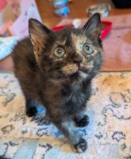 Enlarge Marigold, a Adoptable Tortoiseshell in Whispering Pines, NC image 3/6