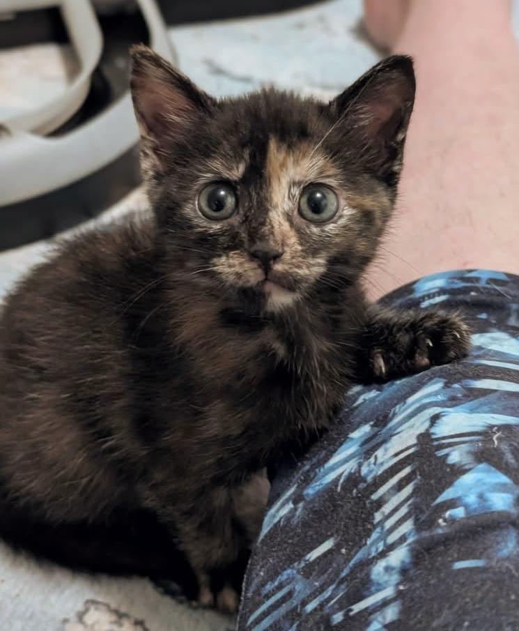 Enlarge Marigold, a Adoptable Tortoiseshell in Whispering Pines, NC image 6/6
