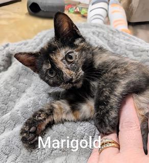 Enlarge Marigold, a Adoptable Tortoiseshell in Whispering Pines, NC image 2/6