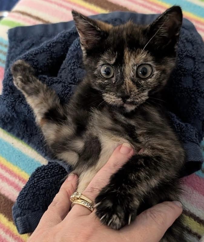 Enlarge Marigold, a Adoptable Tortoiseshell in Whispering Pines, NC image 5/6
