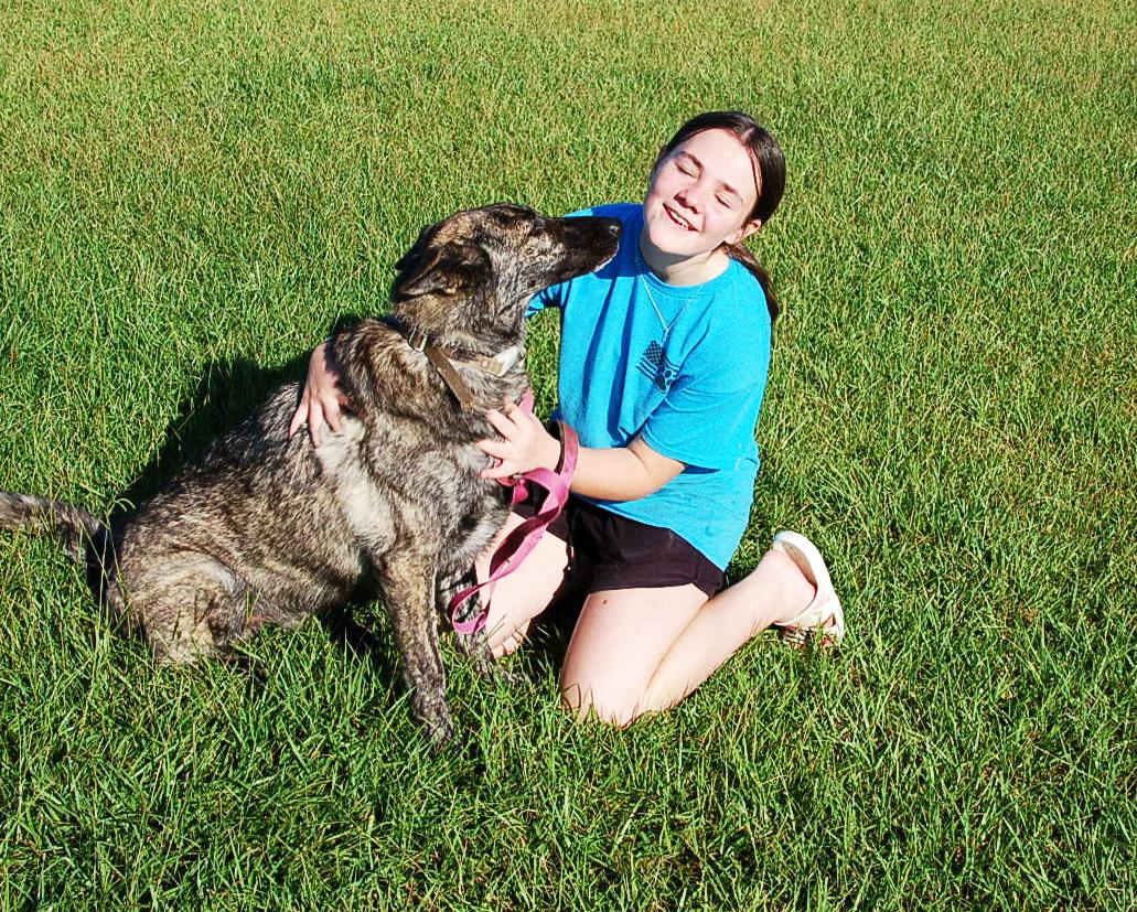 ZIGGY, a ADOPTABLE Dutch Shepherd in Preston, CT image 6/6