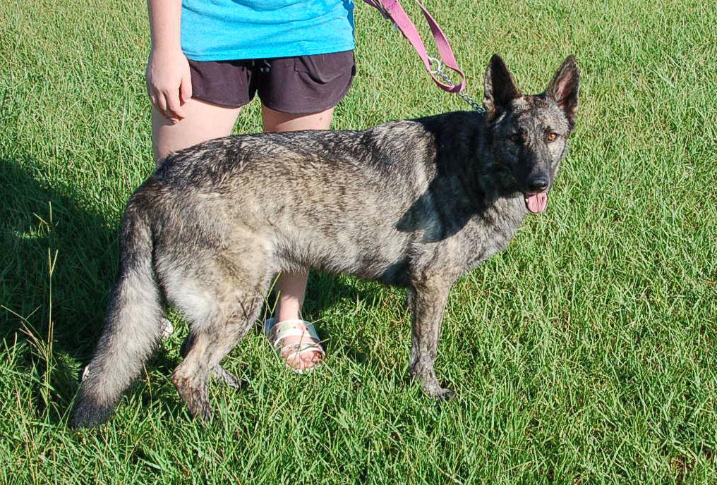 ZIGGY, a ADOPTABLE Dutch Shepherd in Preston, CT image 2/6