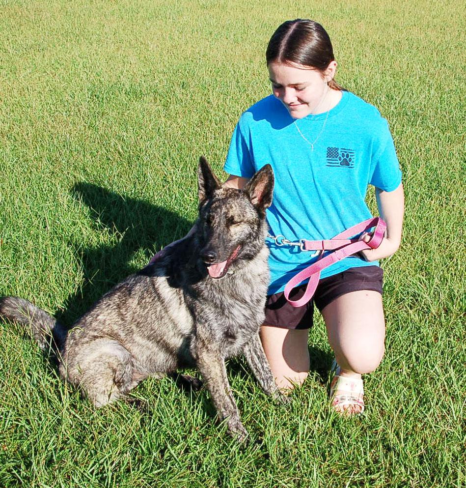 ZIGGY, a ADOPTABLE Dutch Shepherd in Preston, CT image 5/6