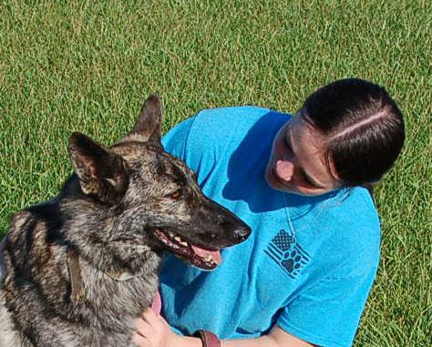 ZIGGY, a ADOPTABLE Dutch Shepherd in Preston, CT image 3/6
