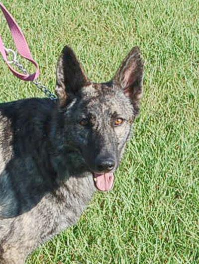 ZIGGY, a ADOPTABLE Dutch Shepherd in Preston, CT image 1/6