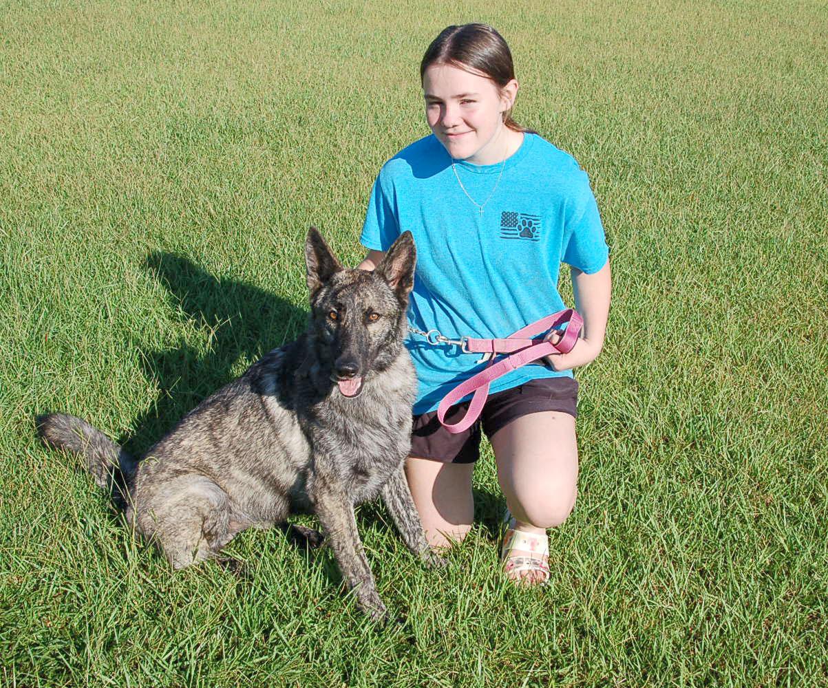 ZIGGY, a ADOPTABLE Dutch Shepherd in Preston, CT image 4/6