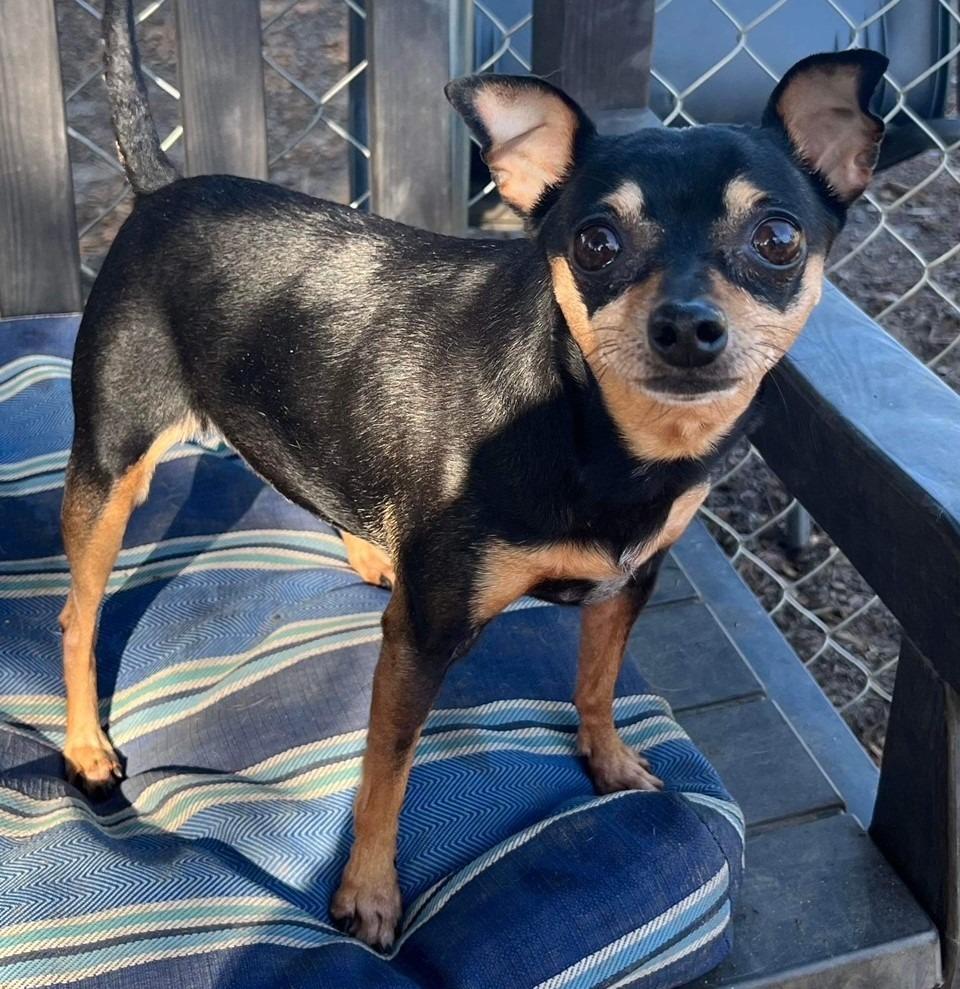 POPPY (BAMBI), Adoptable, Adult Female Miniature Pinscher & Chihuahua.