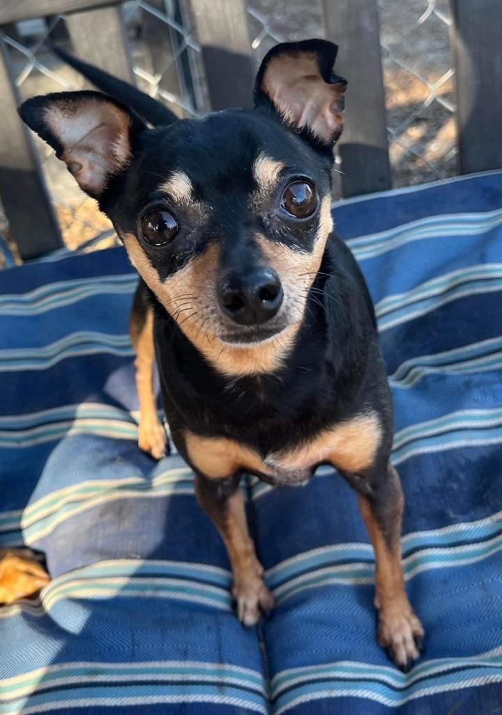 Enlarge POPPY (BAMBI), a Adoptable mixed breed in Lemoore, CA image 2/2