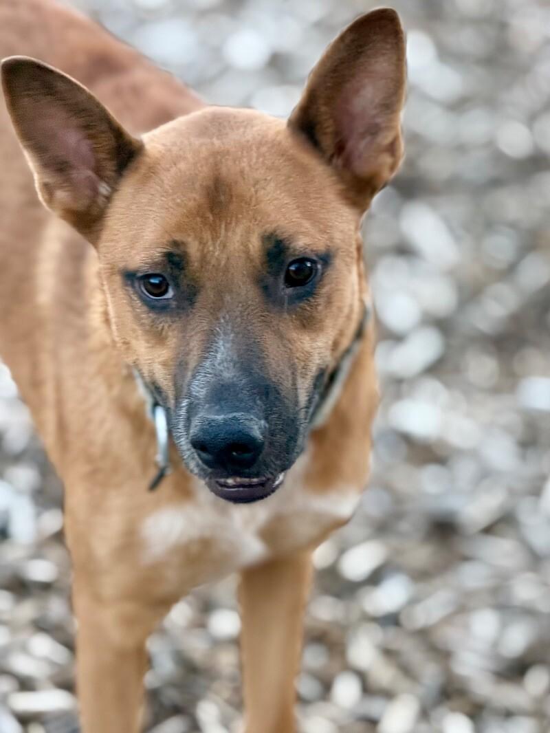 Buddy, Adoptable, Young Male Labrador Retriever & Mixed Breed.