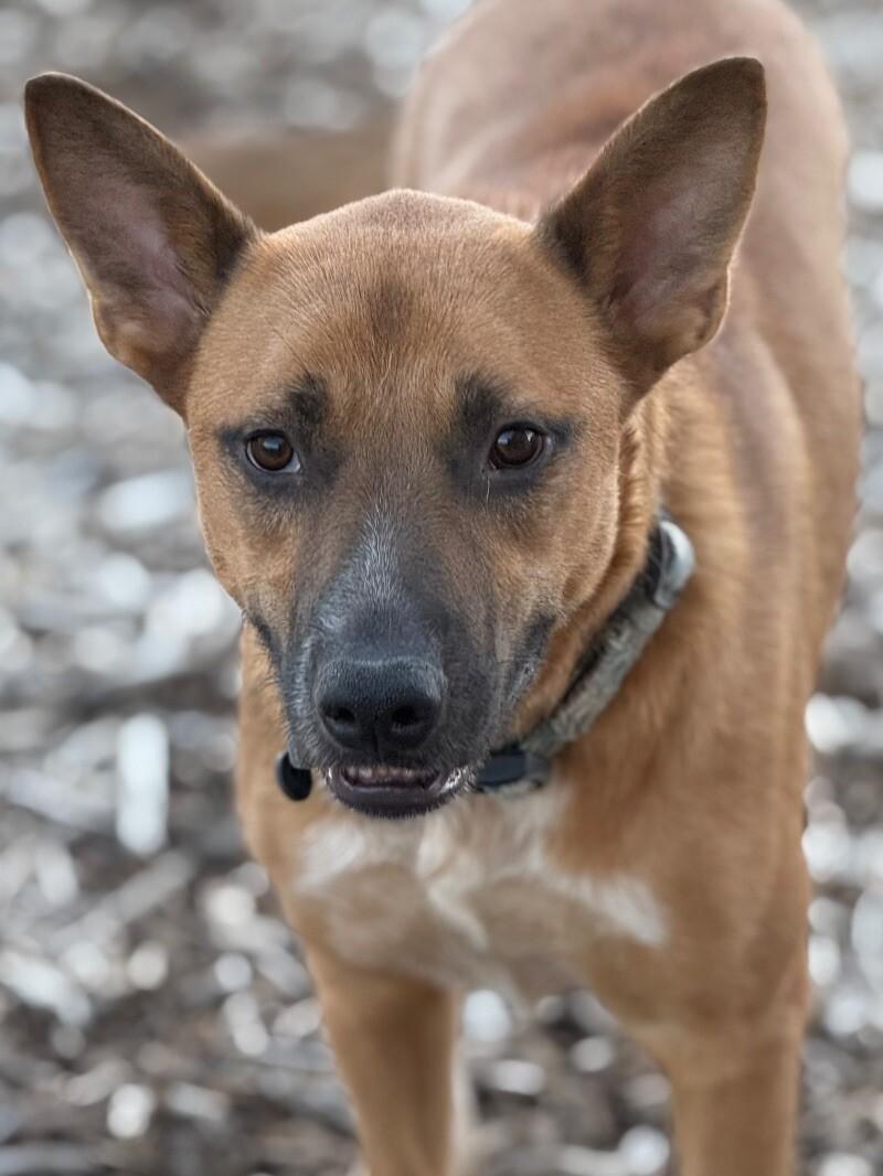 Buddy, a Adoptable mixed breed in Windsor, CO image 2/4