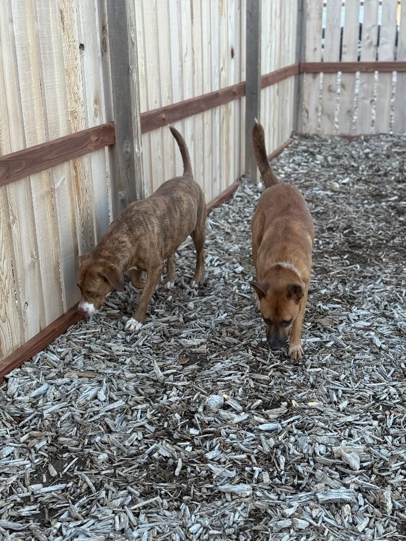 Buddy, a Adoptable mixed breed in Windsor, CO image 3/4