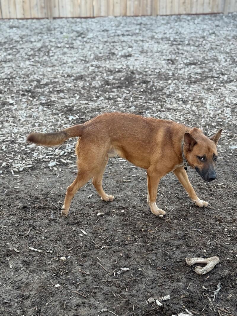Buddy, a Adoptable mixed breed in Windsor, CO image 4/4