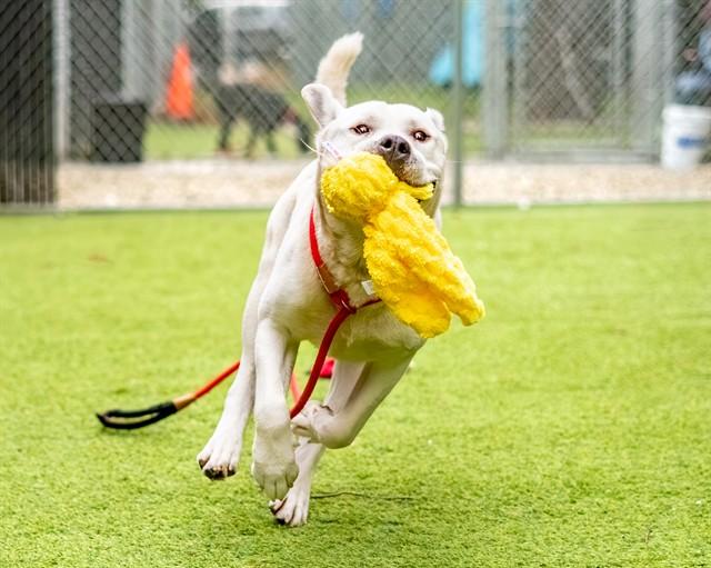 Enlarge POLLO, a Adoptable mixed breed in San Jose, CA image 1/1