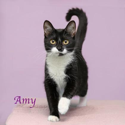 Enlarge Amy, a Adoptable mixed breed in Parma, OH image 1/2