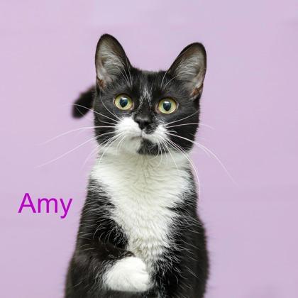 Enlarge Amy, a Adoptable mixed breed in Parma, OH image 2/2