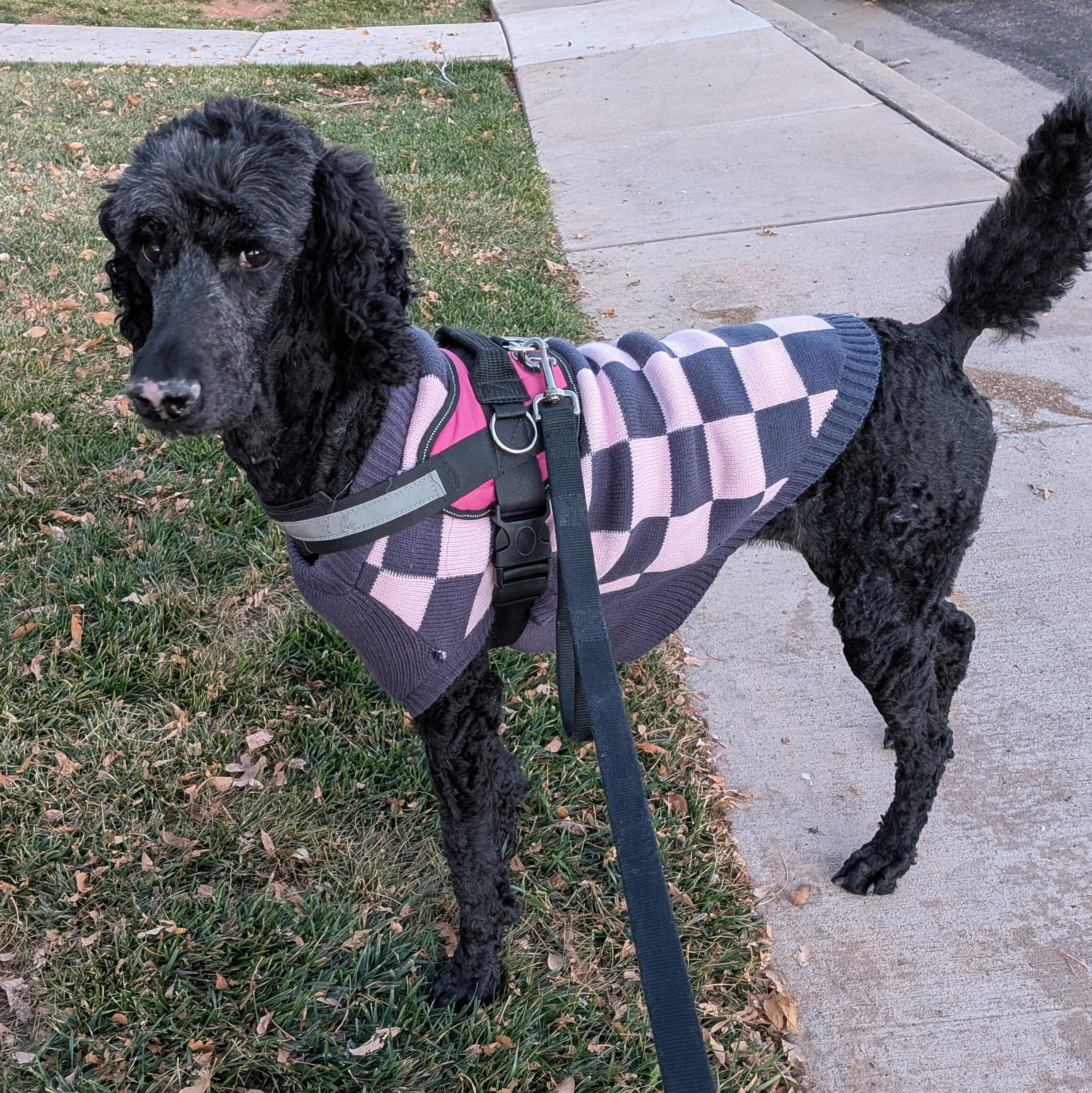 Enlarge Winter, an adopted Standard Poodle in St. George, UT image 3/6
