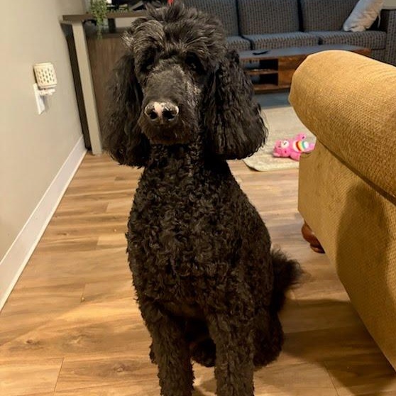 Enlarge Winter, an adopted Standard Poodle in St. George, UT image 6/6